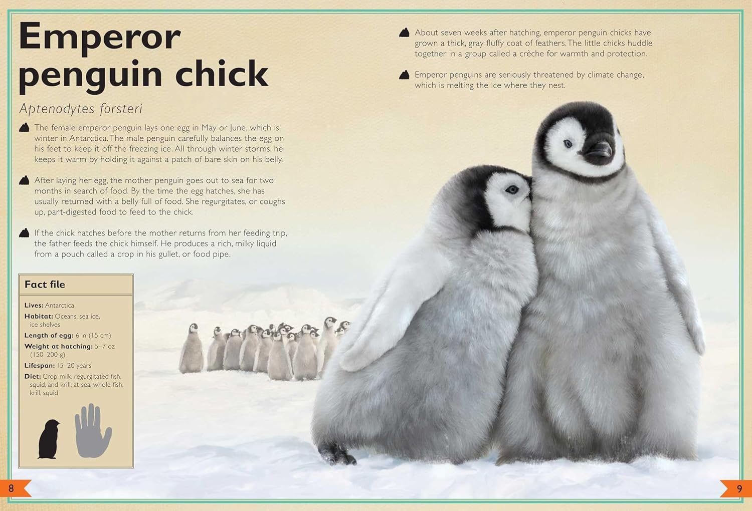 The Magnificent Book of Baby Animals