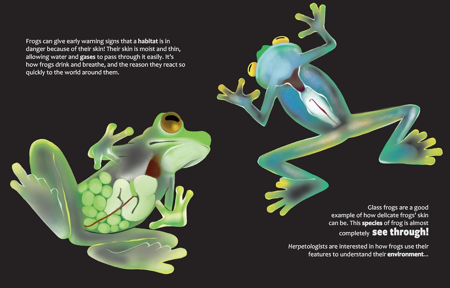 Big Questions Answered: What Can Frogs Tell Us About Our Planet? Herpetology