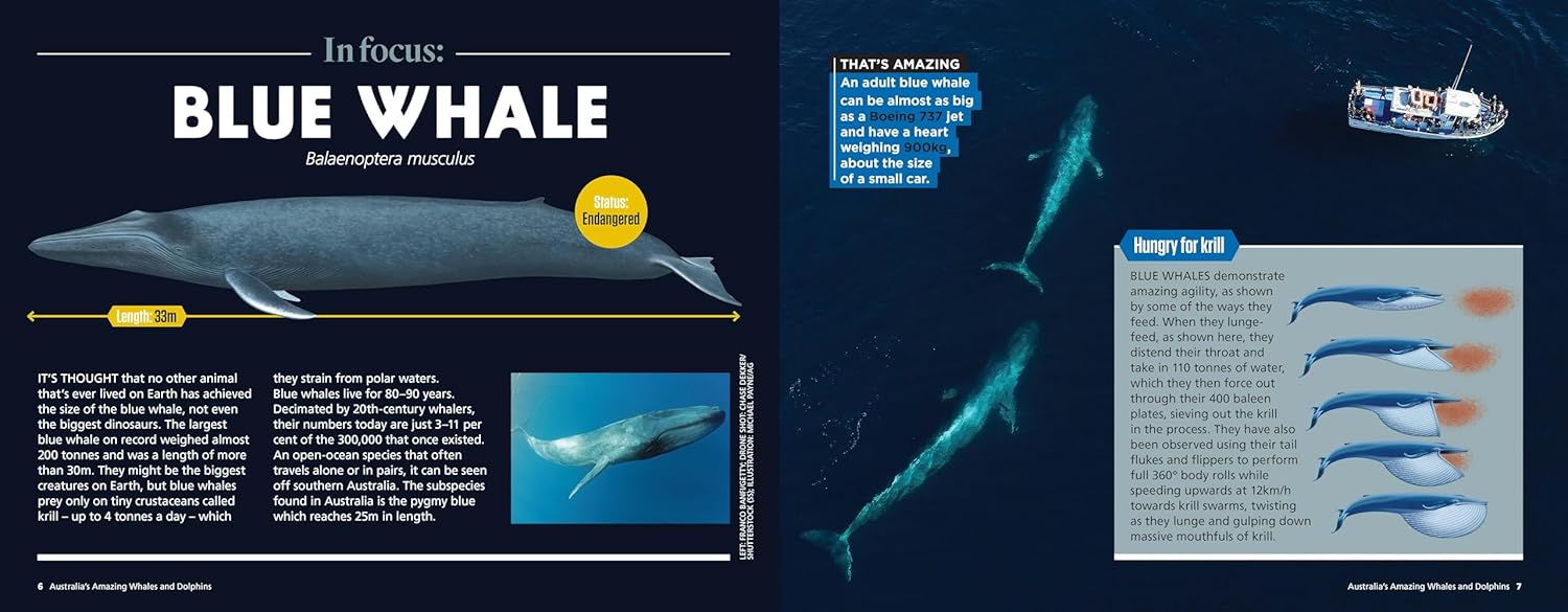 Australia’s Amazing Whales and Dolphins