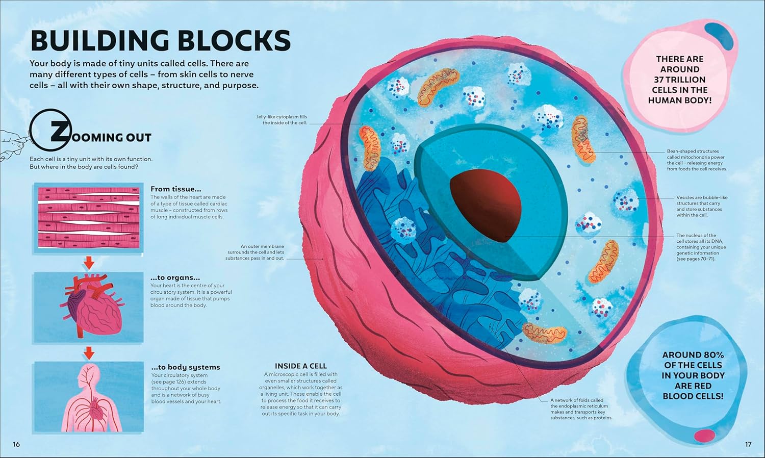 A Day in the Life of Your Body