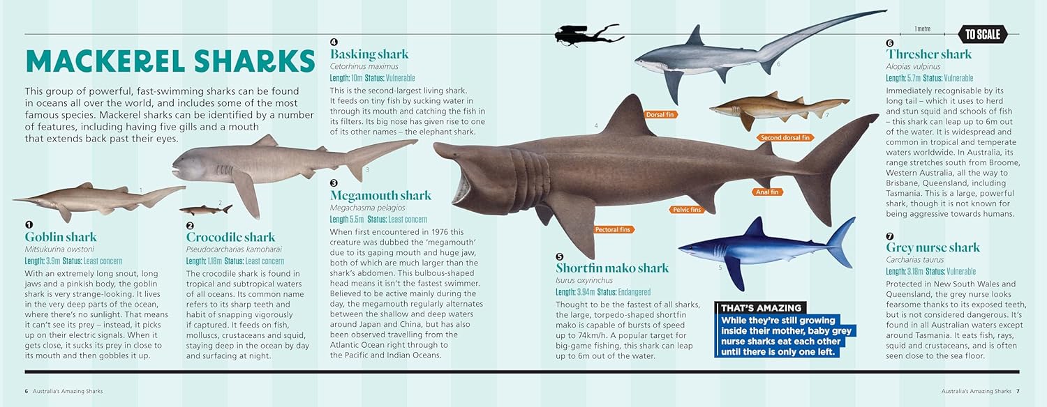 Australia’s Amazing Sharks