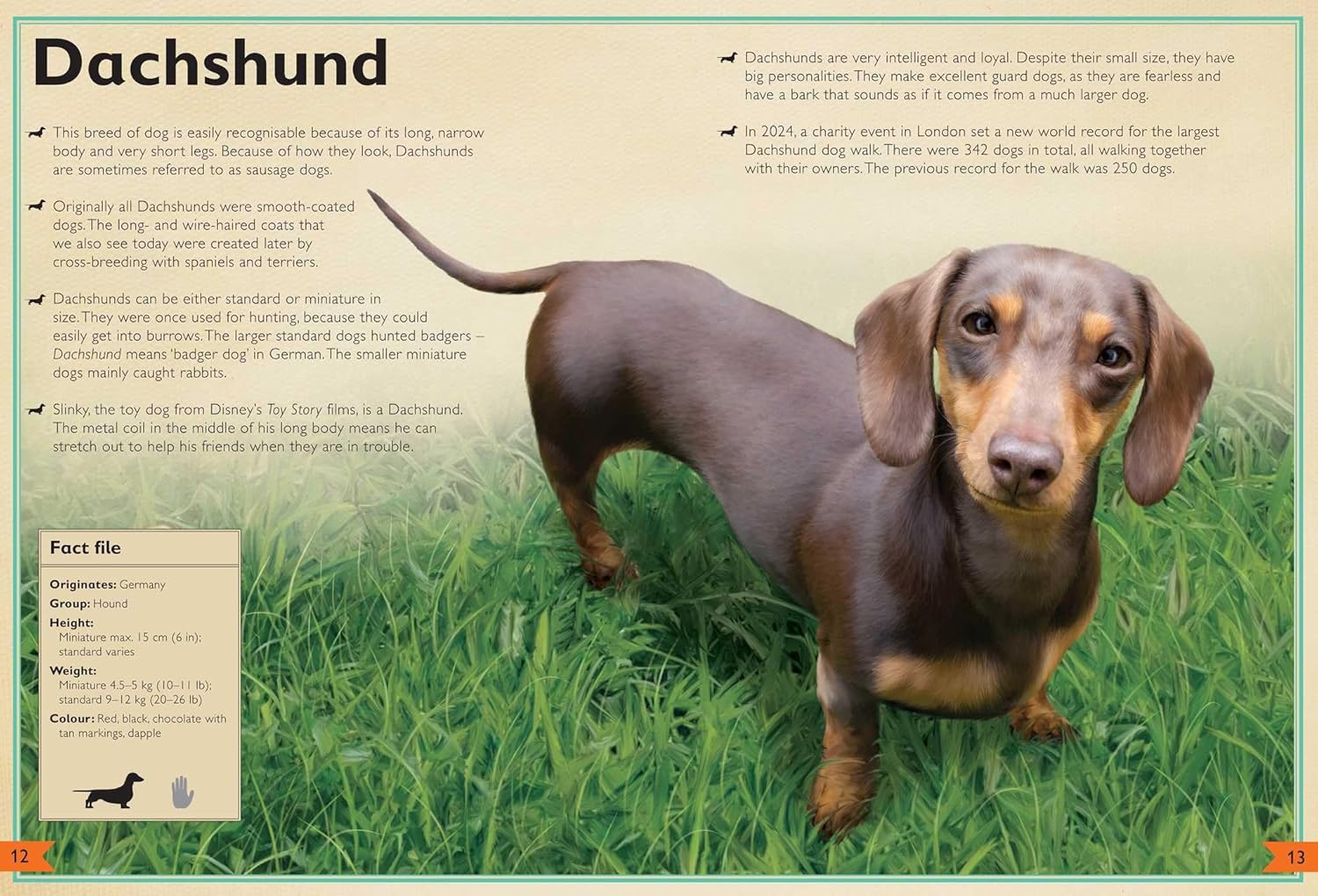 The Magnificent Book of Dogs