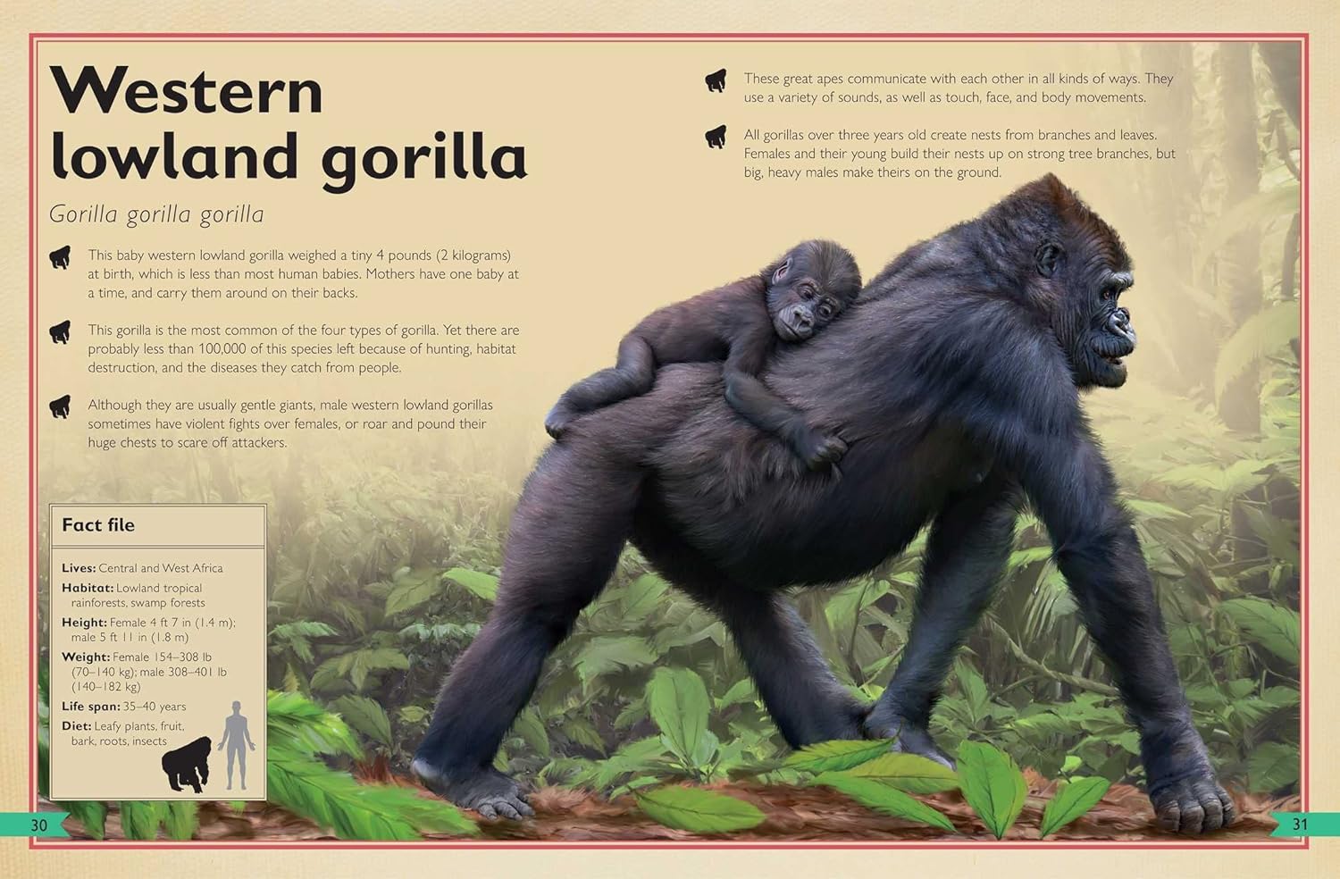 The Magnificent Book of Monkeys and Apes