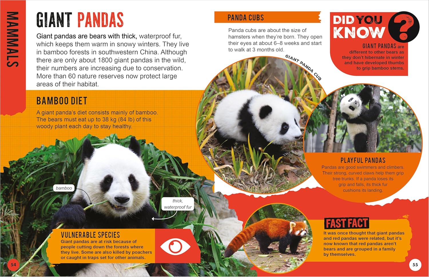 Animal Encyclopedia: A Guide to the Amazing Animal Kingdom