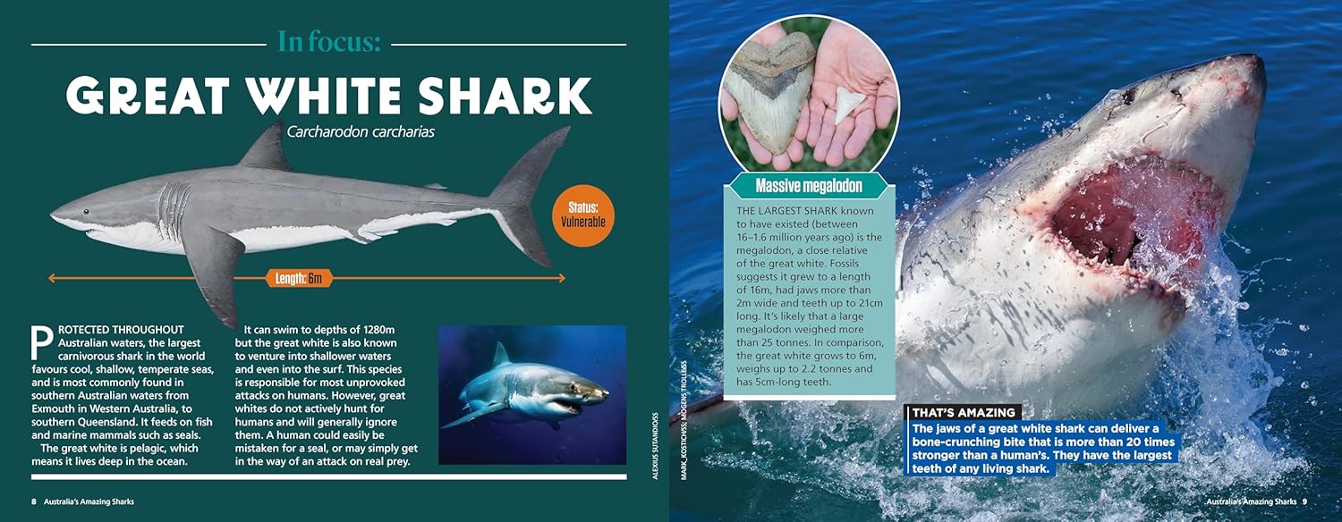 Australia’s Amazing Sharks