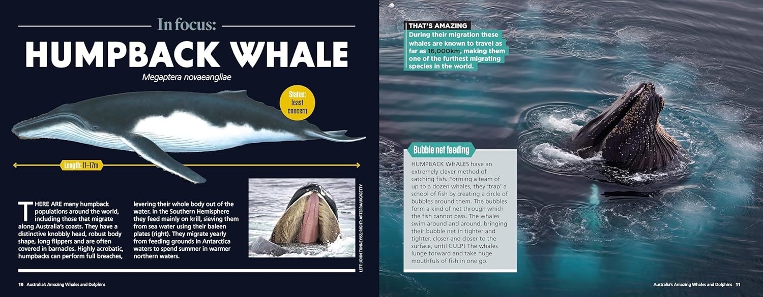 Australia’s Amazing Whales and Dolphins