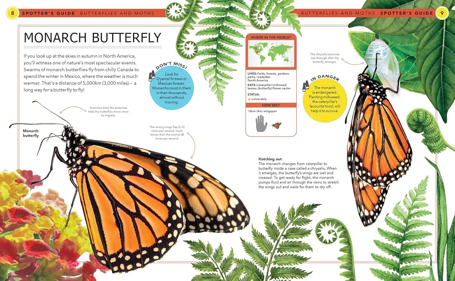 Bugs: A Spotter's Guide