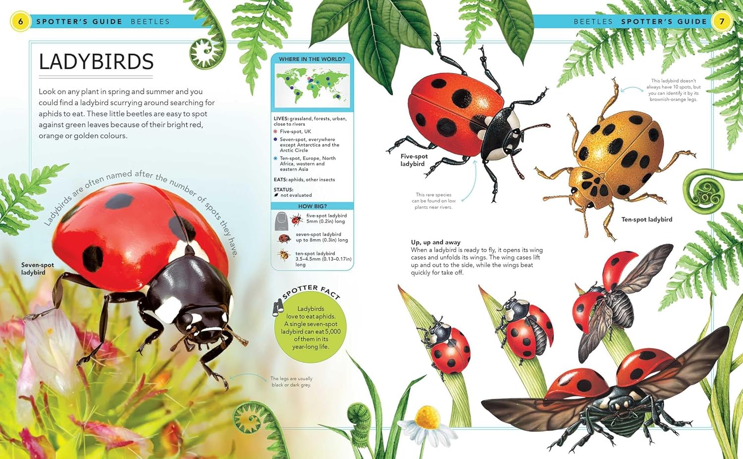 Bugs: A Spotter's Guide