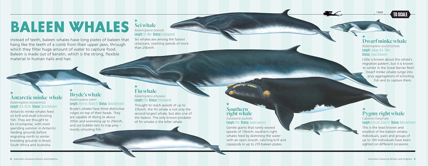 Australia’s Amazing Whales and Dolphins