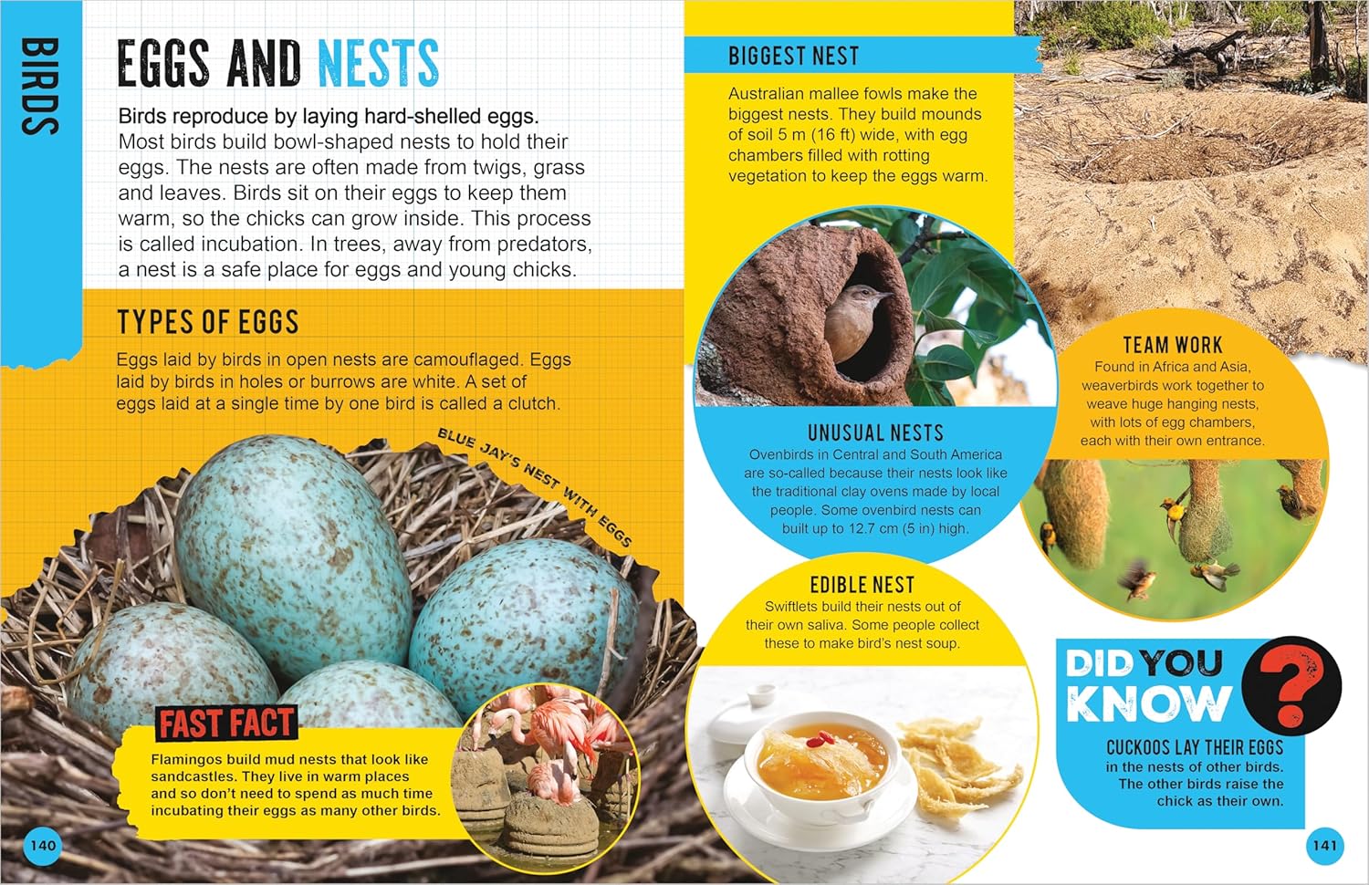 Animal Encyclopedia: A Guide to the Amazing Animal Kingdom