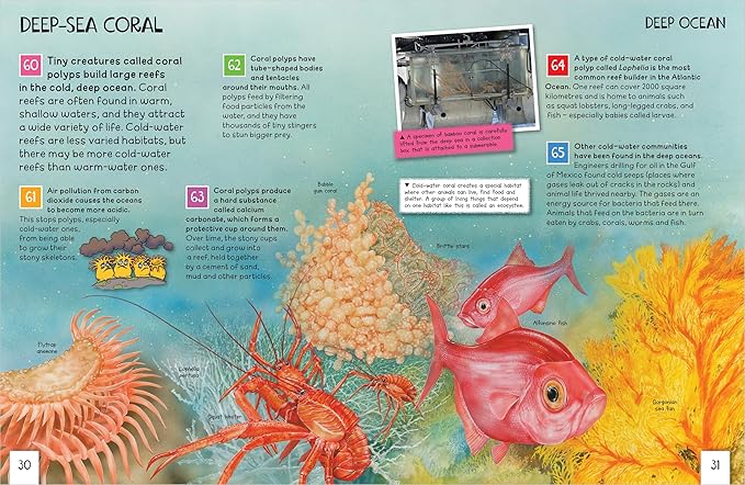 Oceans: Awesome Facts