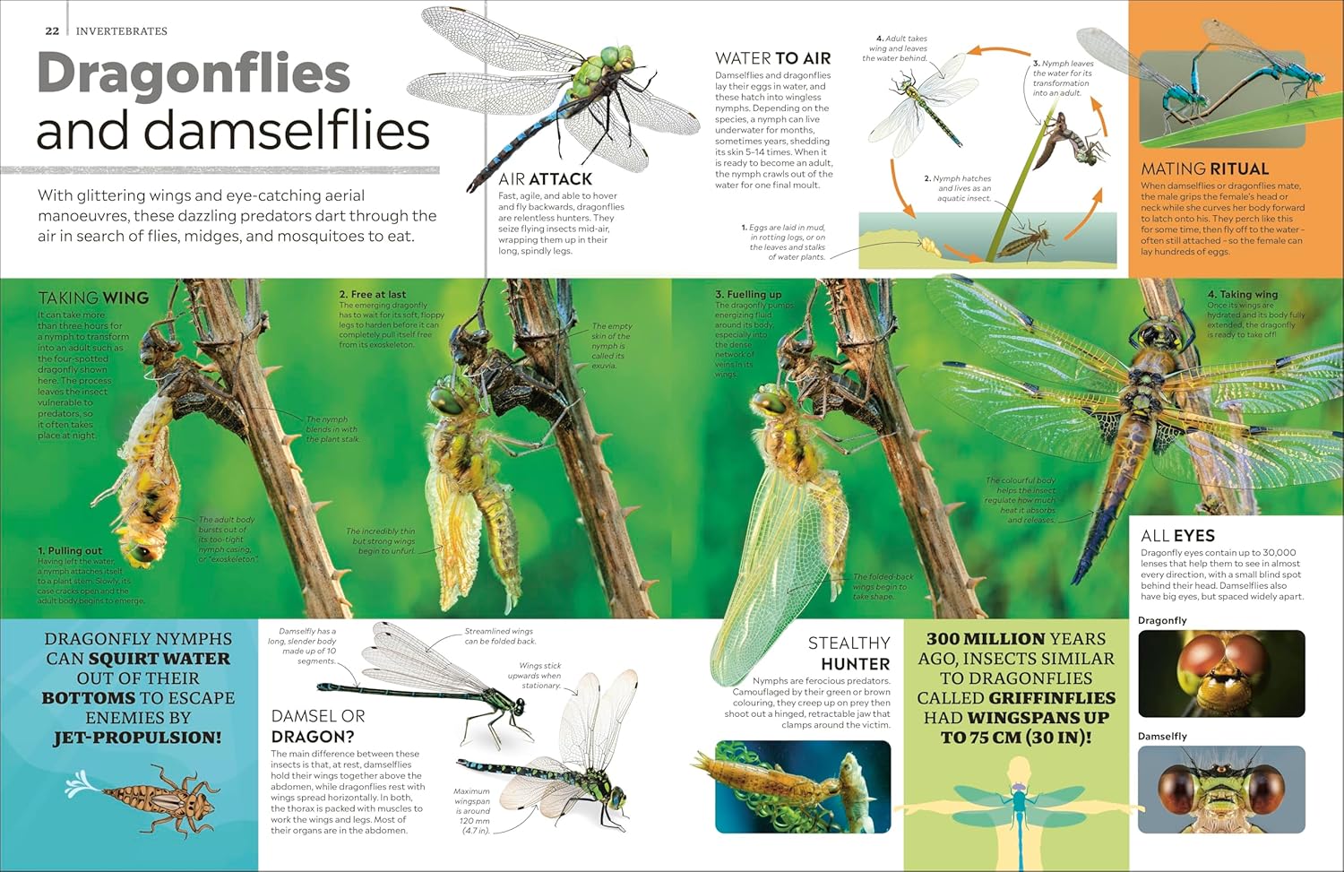 Eyewitness Encyclopedia of Animals