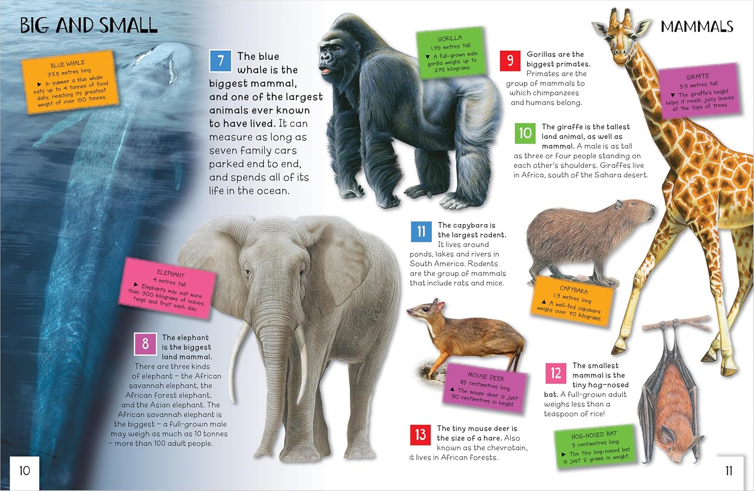 Animals: Awesome Facts