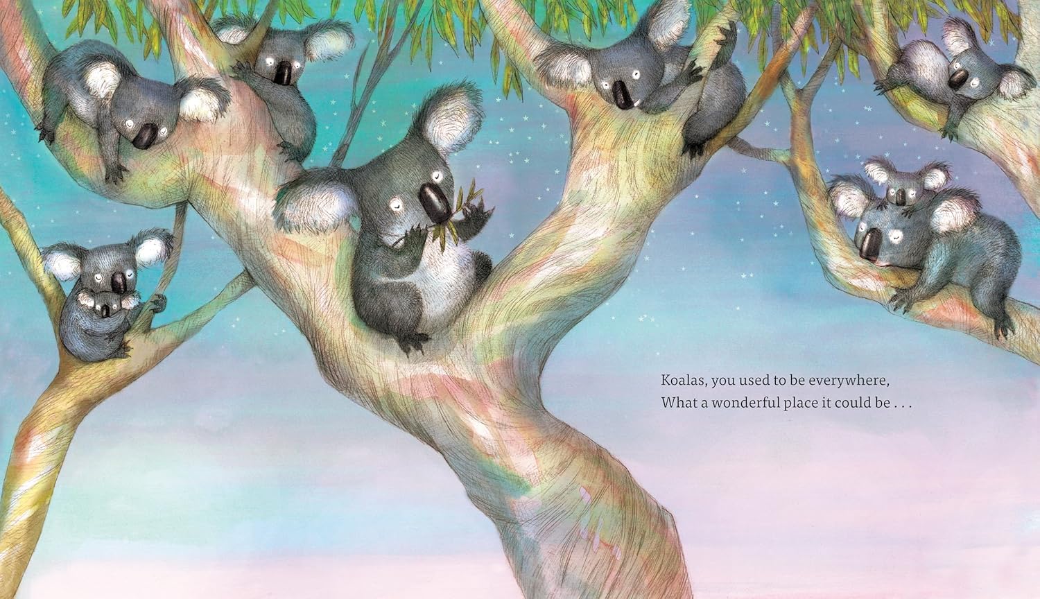 Koala Koala