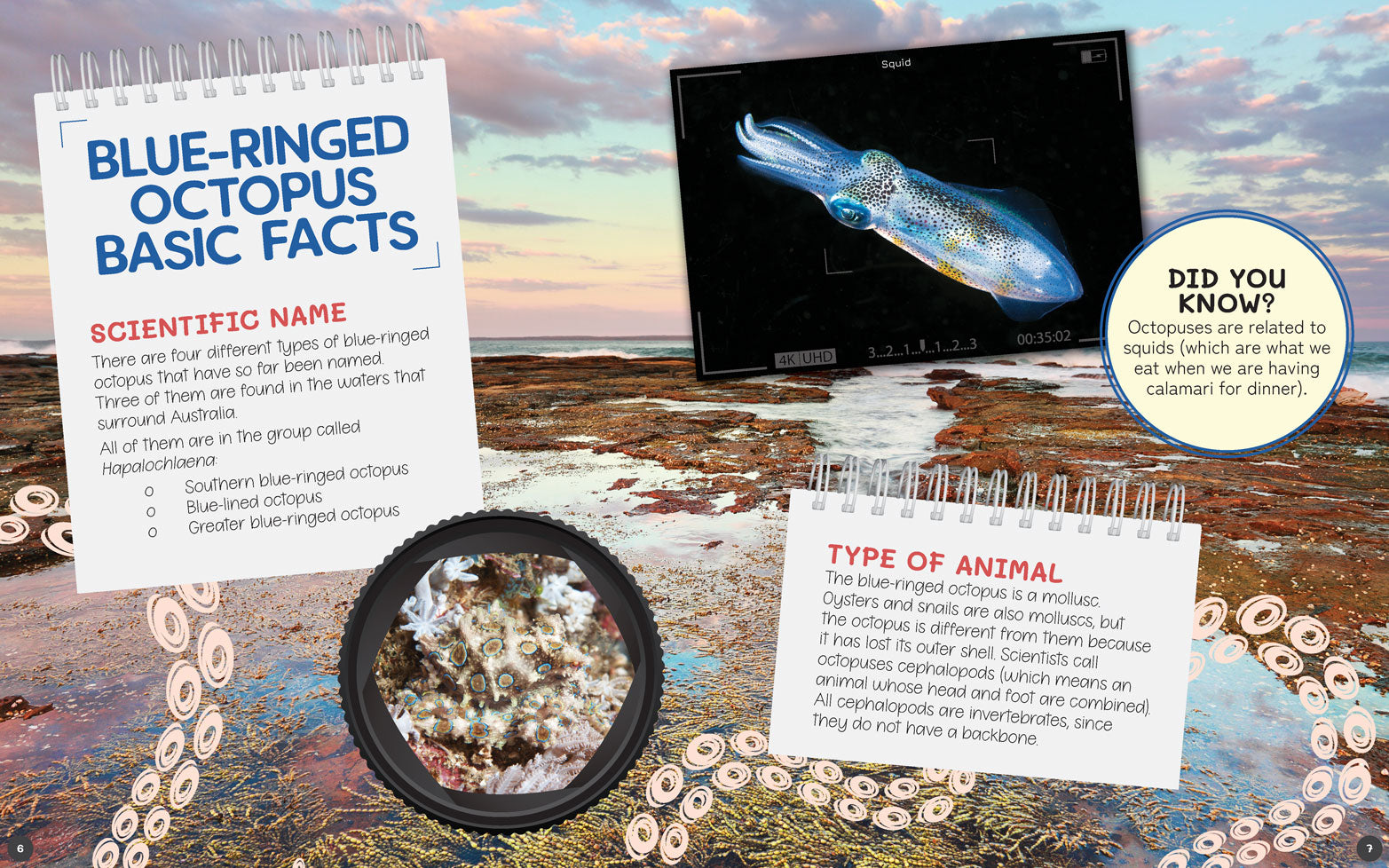 Australia's Remarkable Wildlife: Blue-Ringed Octopus (Softcover)