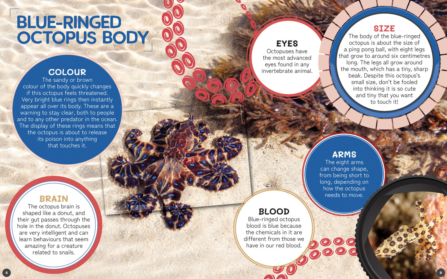 Australia's Remarkable Wildlife: Blue-Ringed Octopus (Softcover)