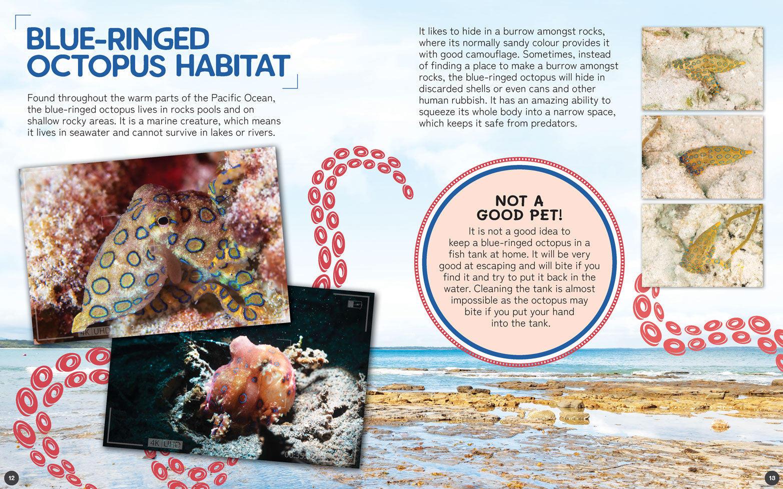 Australia's Remarkable Wildlife: Blue-Ringed Octopus (Softcover)