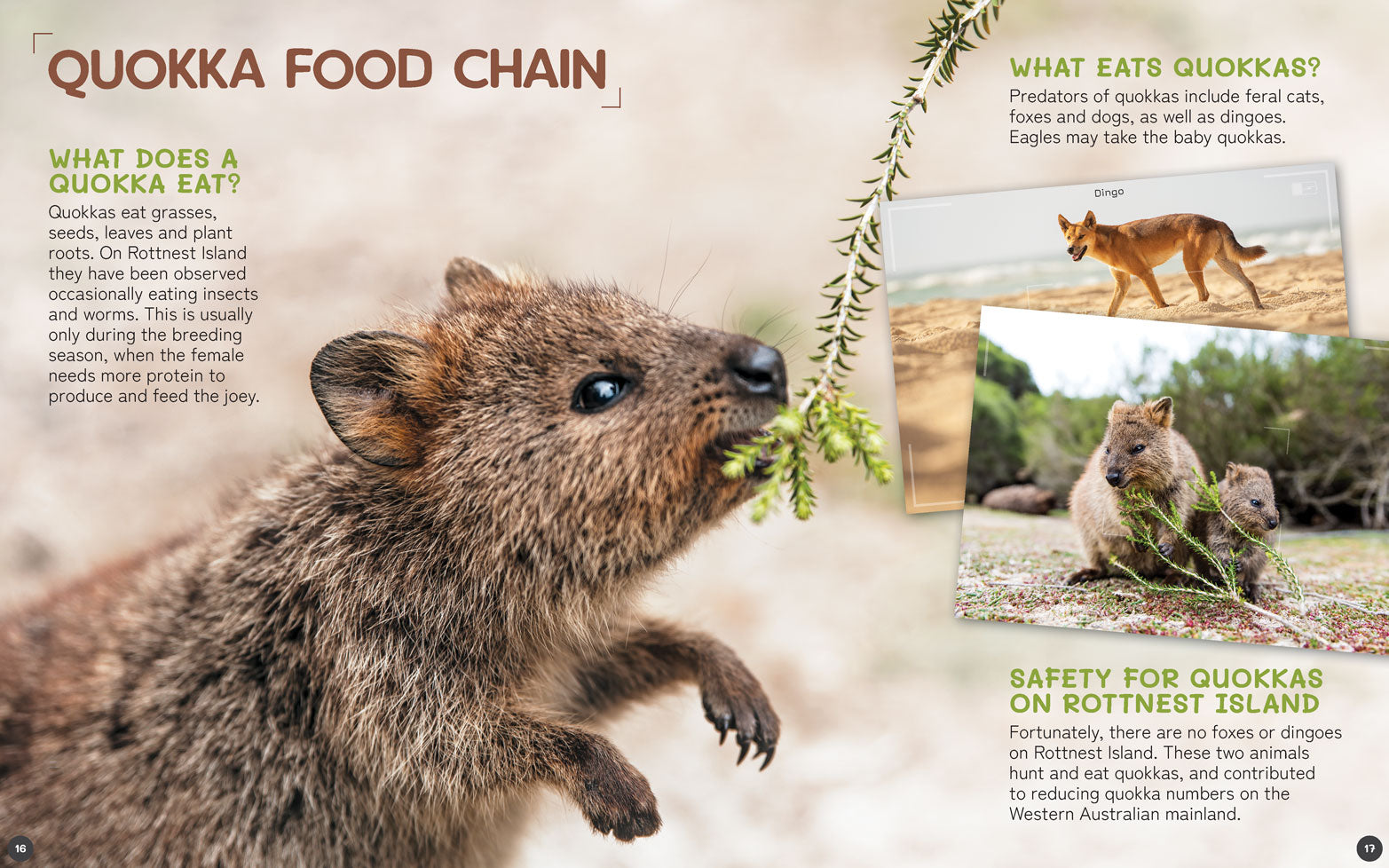 Australia's Remarkable Wildlife: Quokka (Softcover)