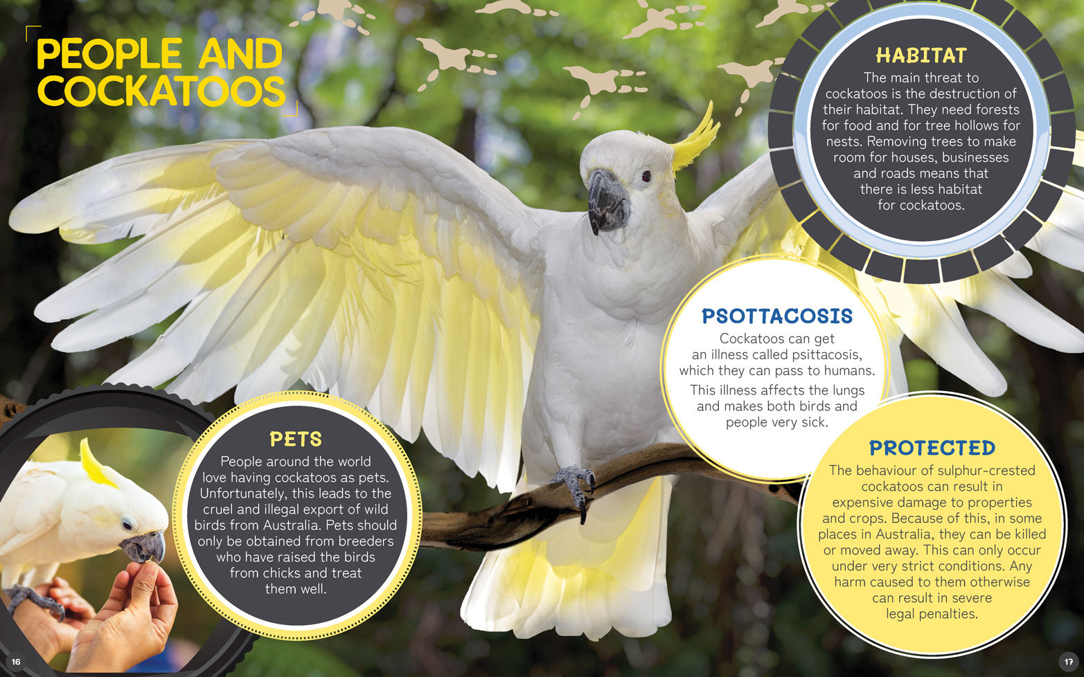 Australia's Remarkable Wildlife: Cockatoo (Softcover)