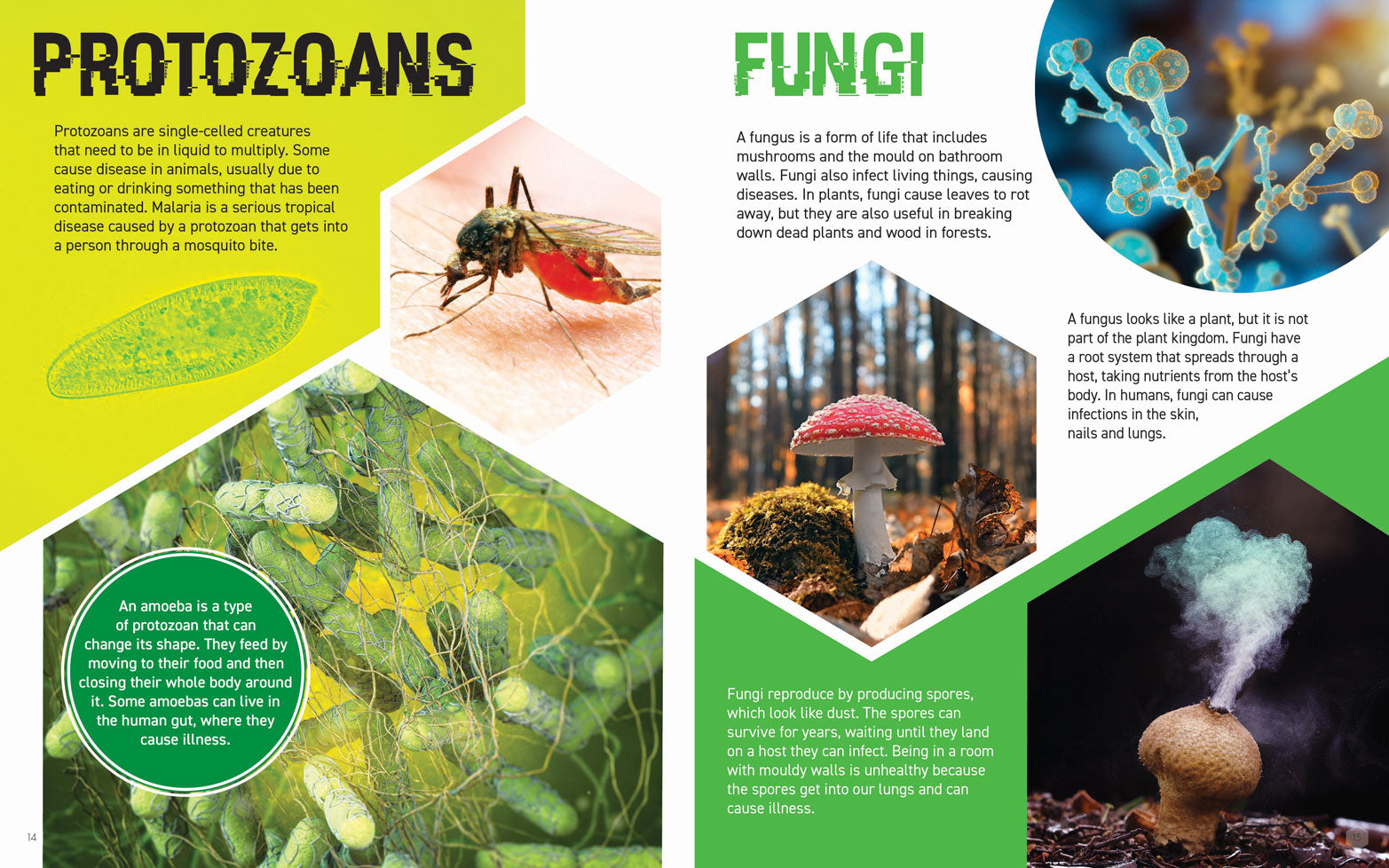 STEM is Everywhere: Germs Make Us Sick