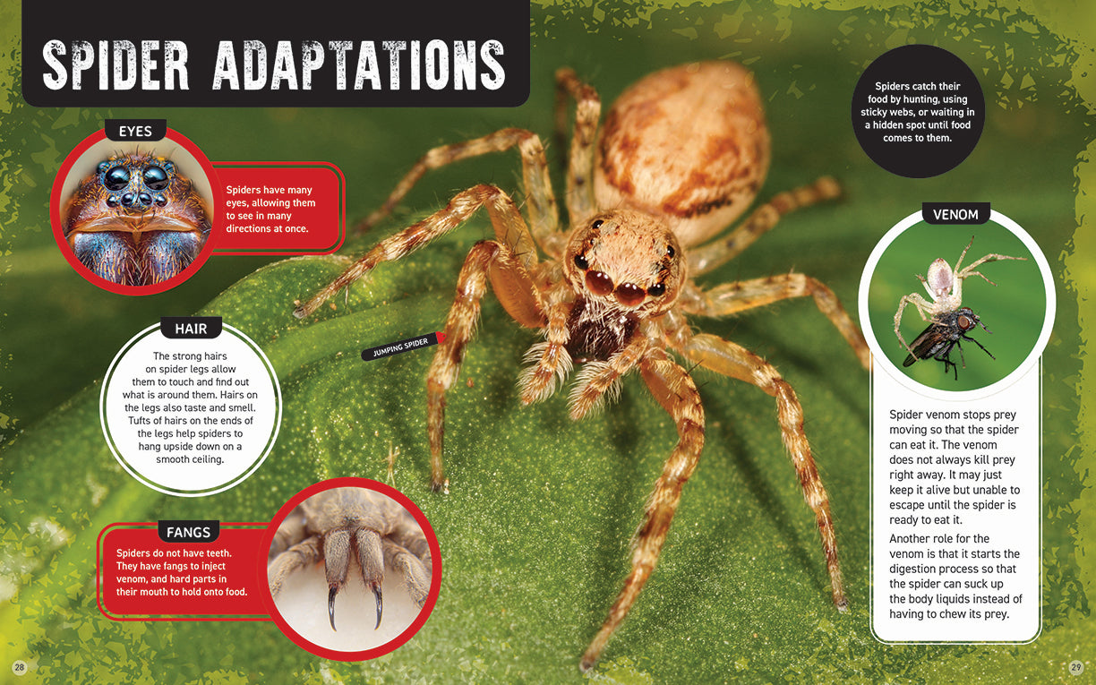 Australia's Scariest Creatures: Shocking Spiders