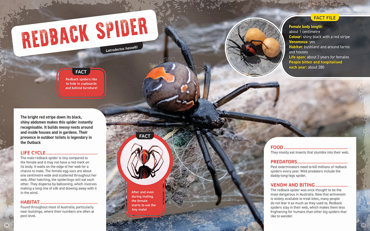 Australia's Scariest Creatures: Shocking Spiders