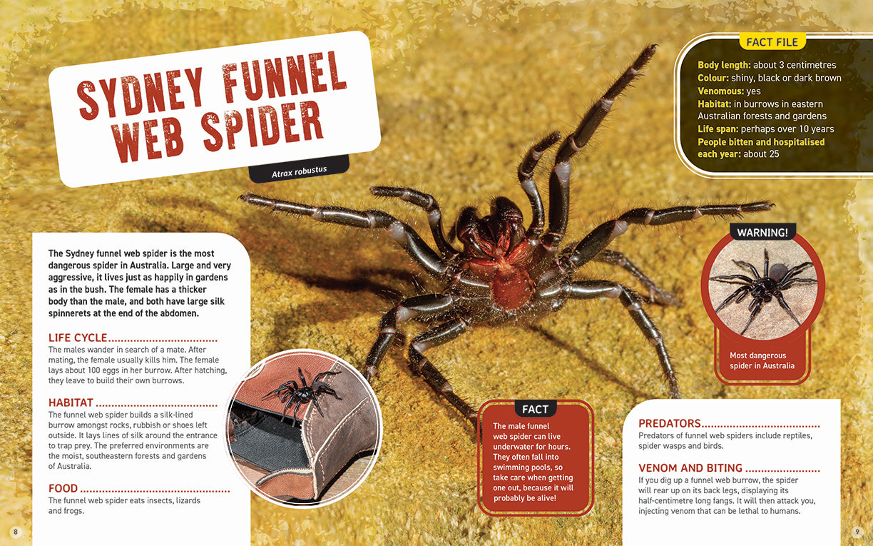 Australia's Scariest Creatures: Shocking Spiders