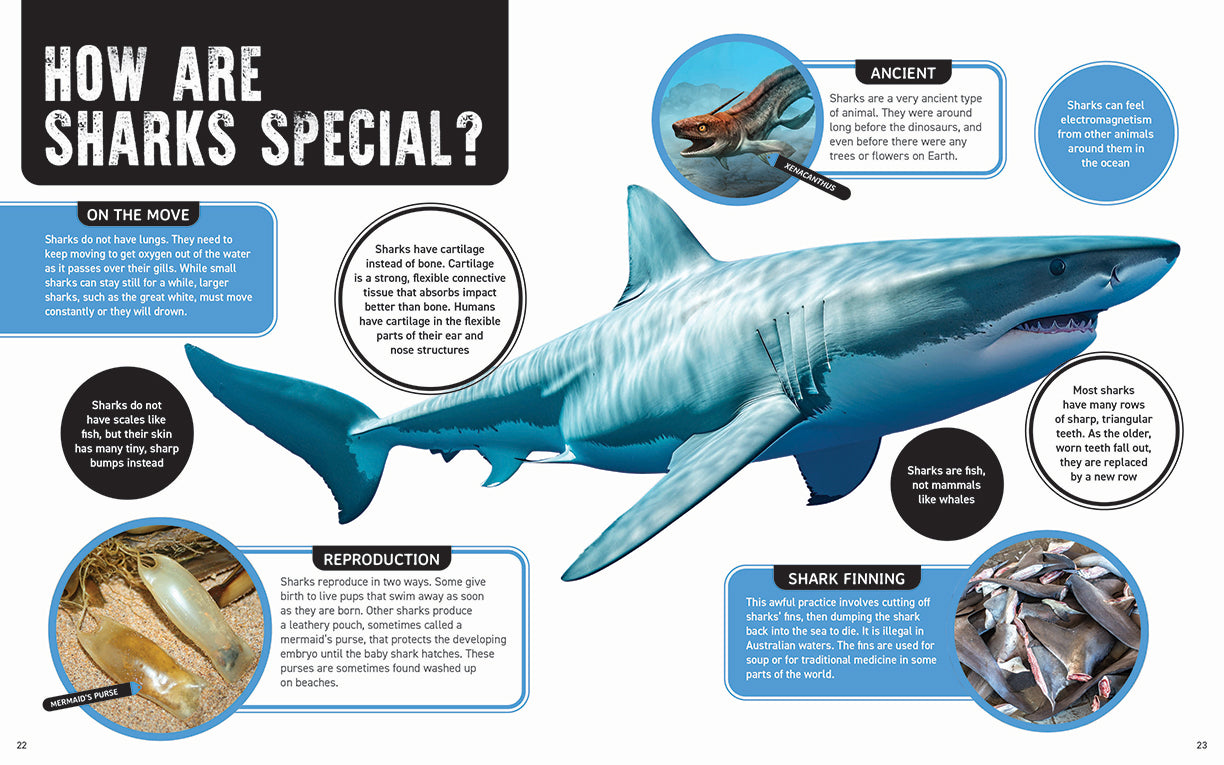 Australia's Scariest Creatures: Dangerous Sharks