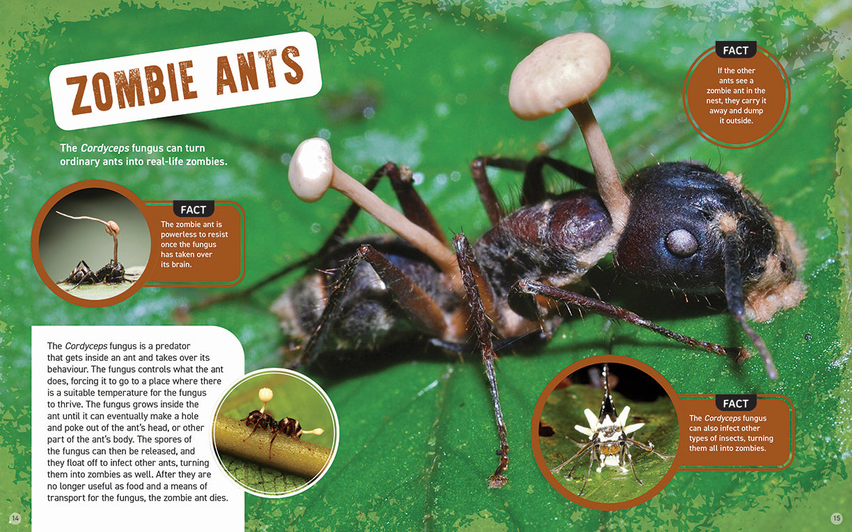 Australia's Scariest Creatures: Freaky Insects