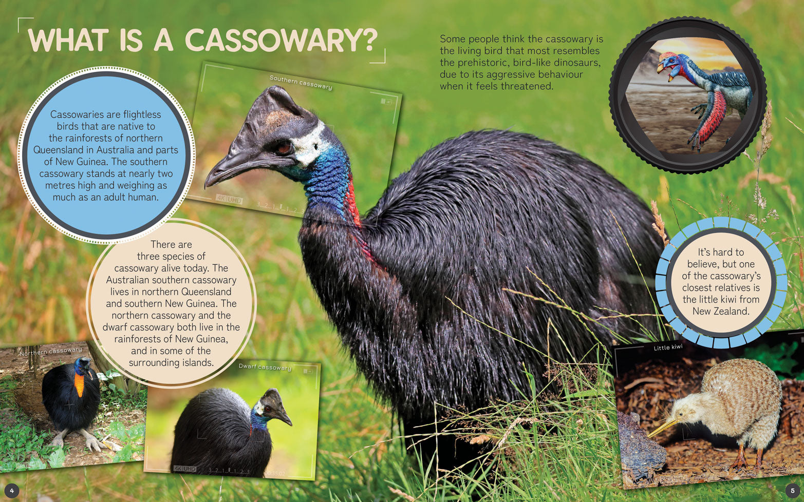 Australia's Remarkable Wildlife: Cassowary (Hardcover)