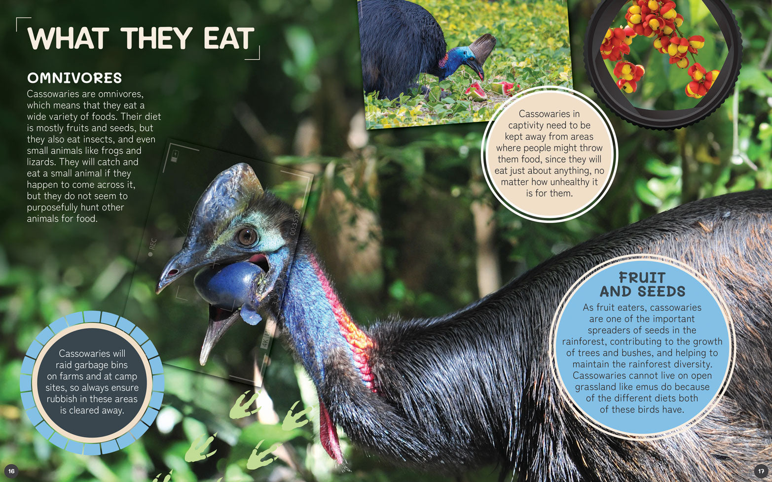 Australia's Remarkable Wildlife: Cassowary (Hardcover)