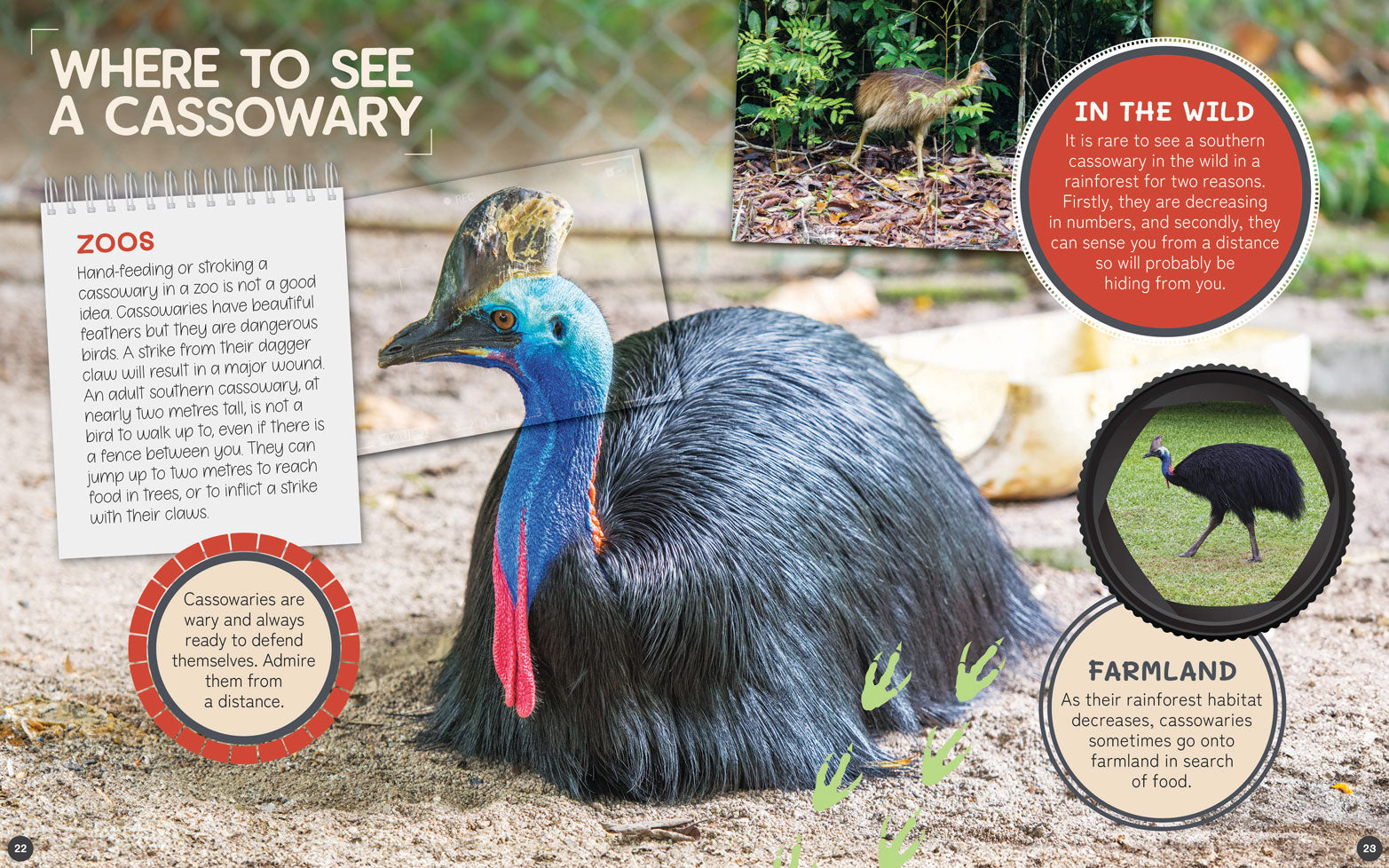Australia's Remarkable Wildlife: Cassowary (Hardcover)