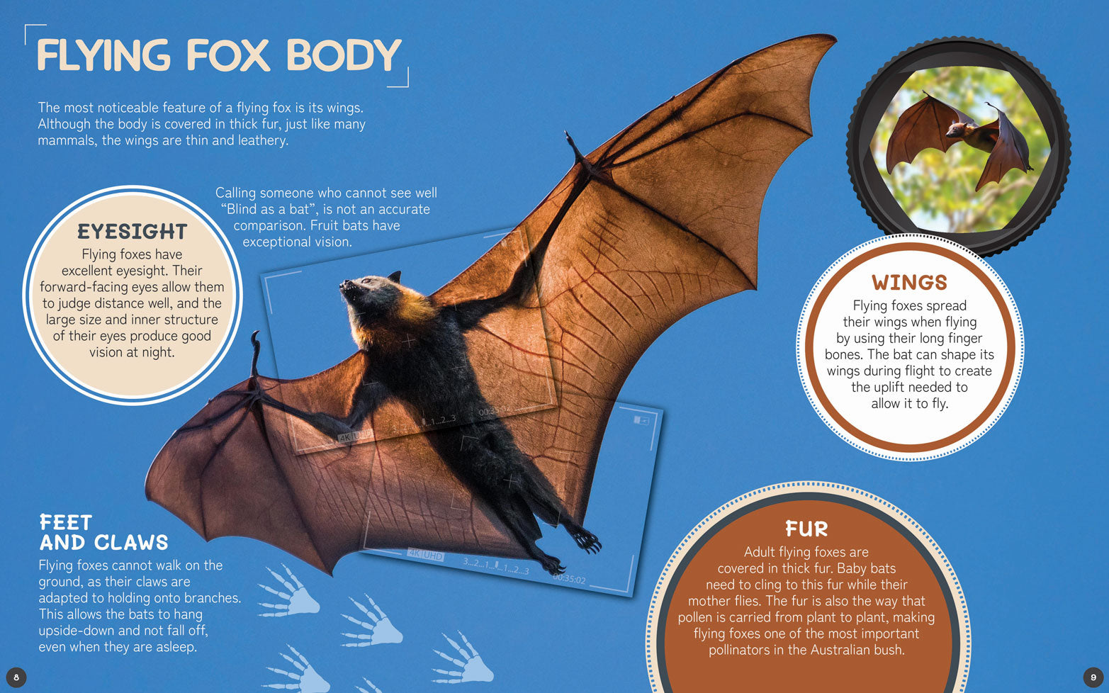 Australia's Remarkable Wildlife: Flying Fox