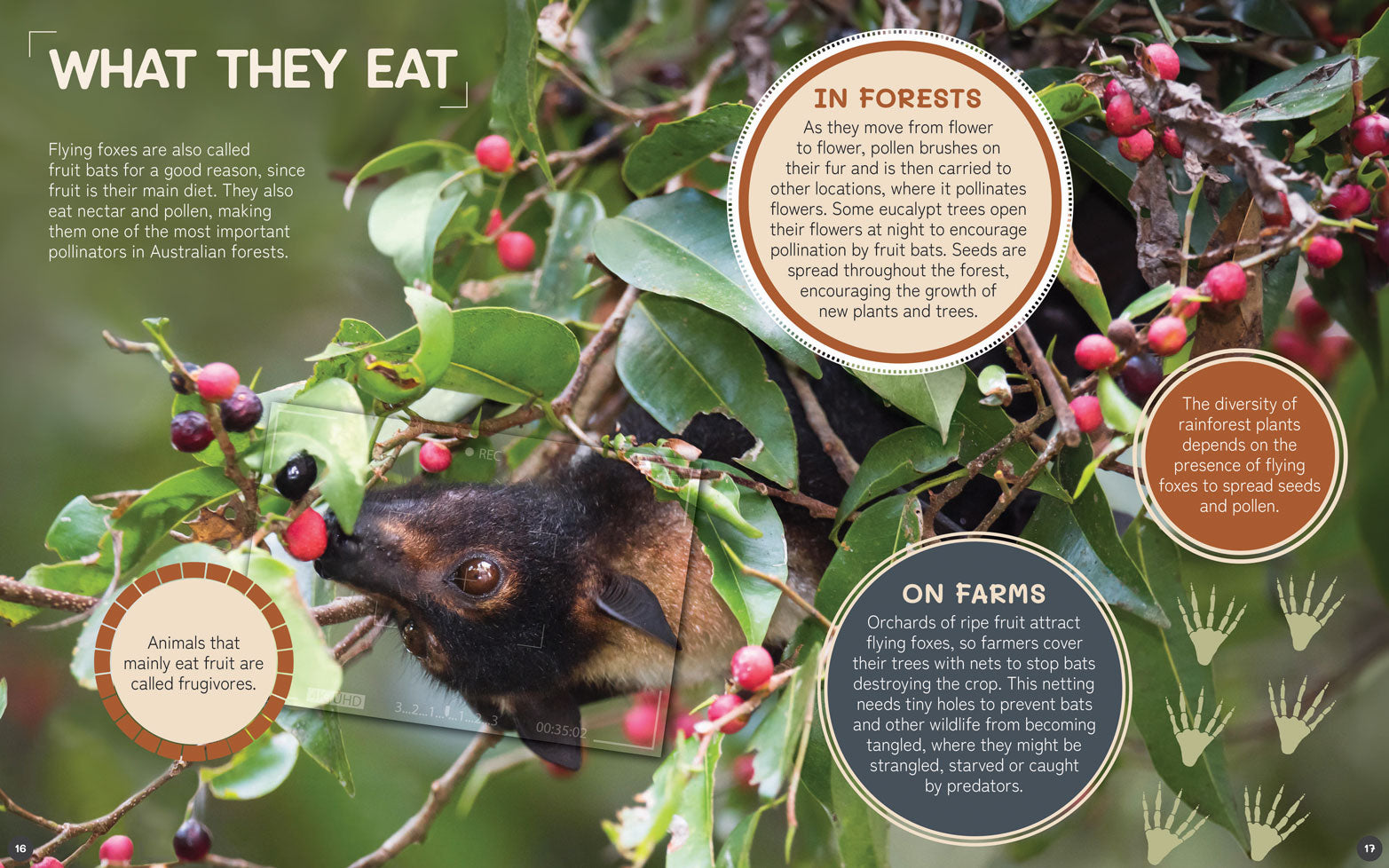 Australia's Remarkable Wildlife: Flying Fox