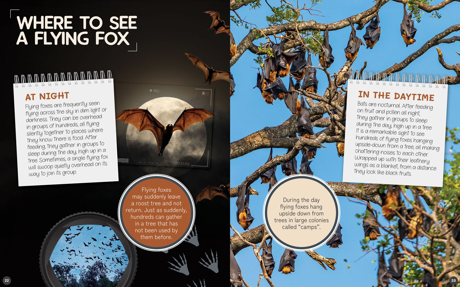 Australia's Remarkable Wildlife: Flying Fox