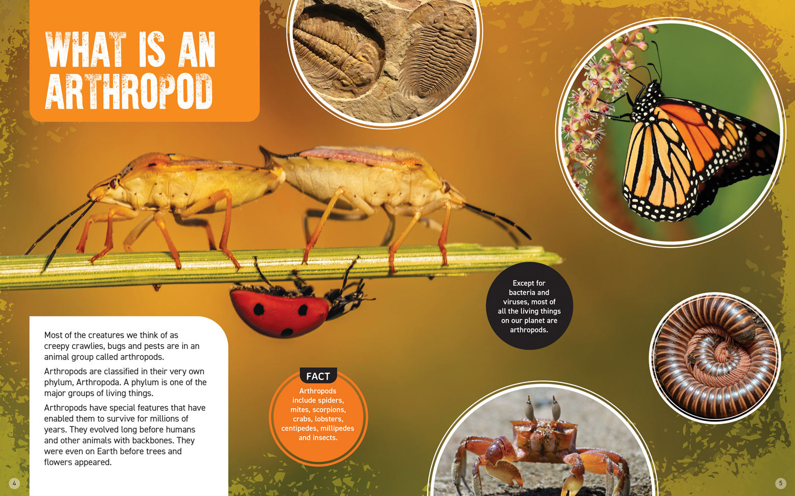 World's Scariest Creatures: Angry Arthropods