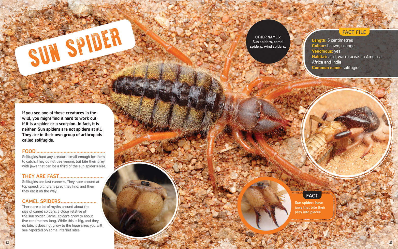 World's Scariest Creatures: Angry Arthropods