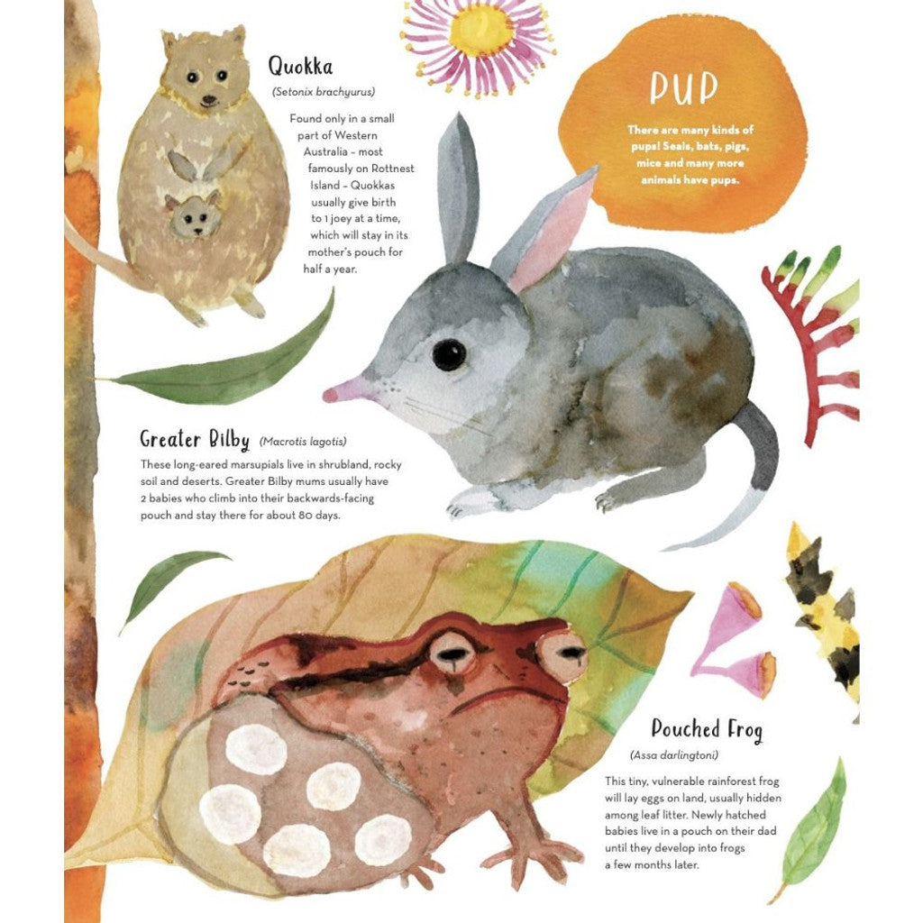 Australia's Baby Animals