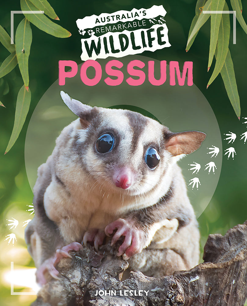 Australia's Remarkable Wildlife: Possum