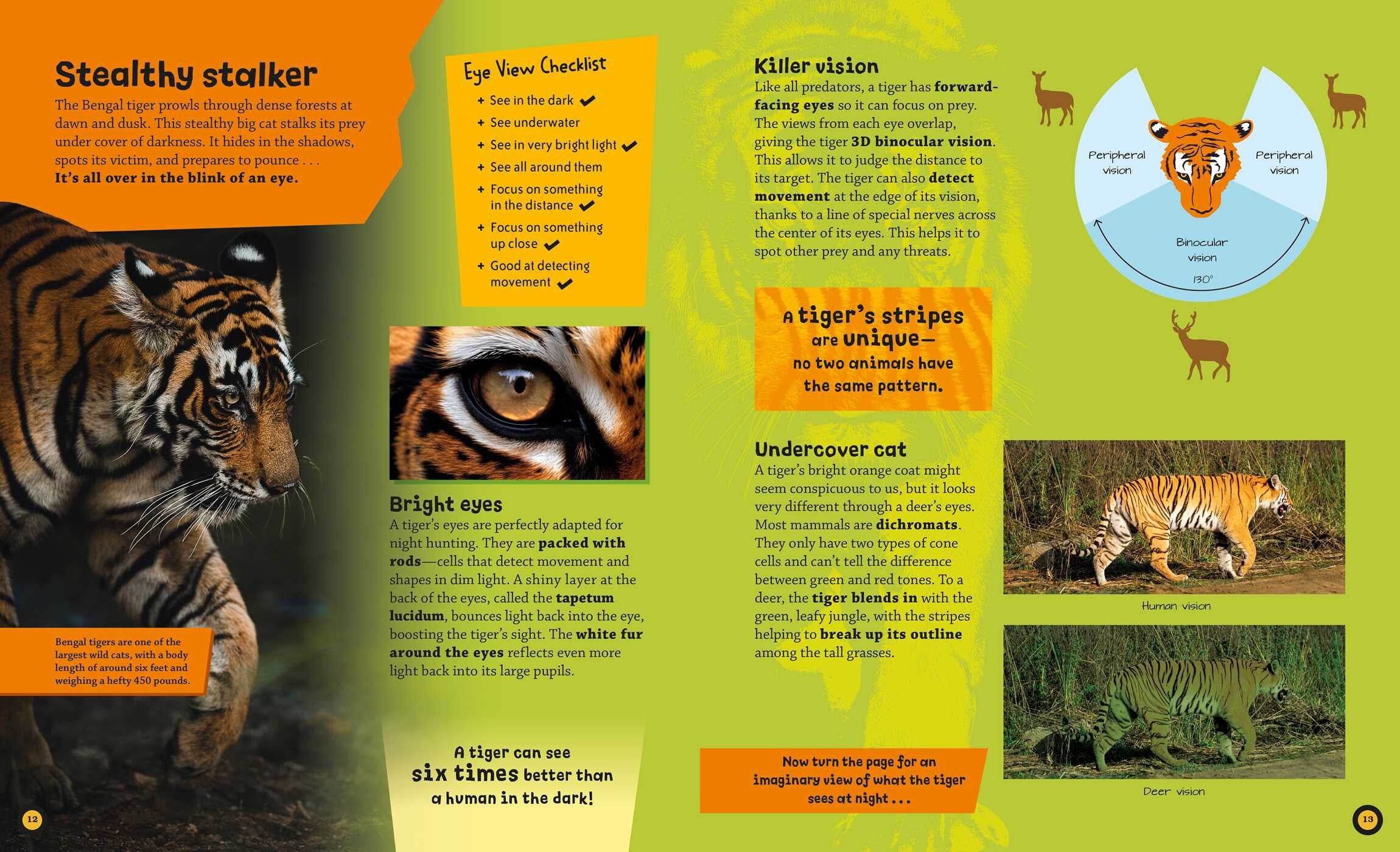 Eye View: Jungle Animals