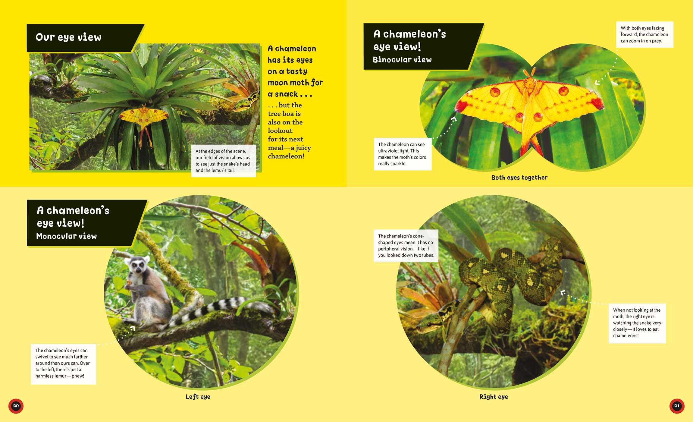 Eye View: Jungle Animals