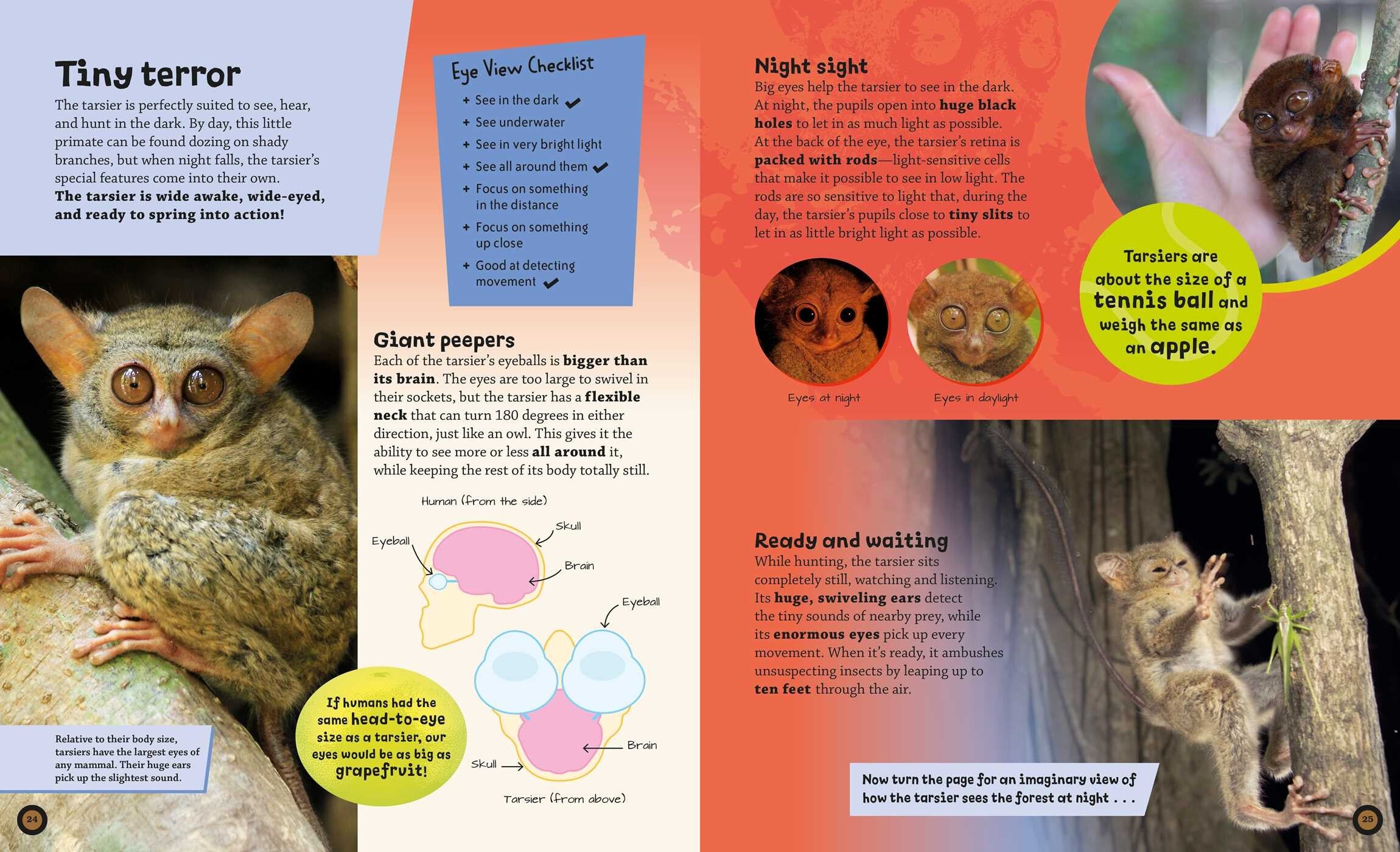 Eye View: Jungle Animals