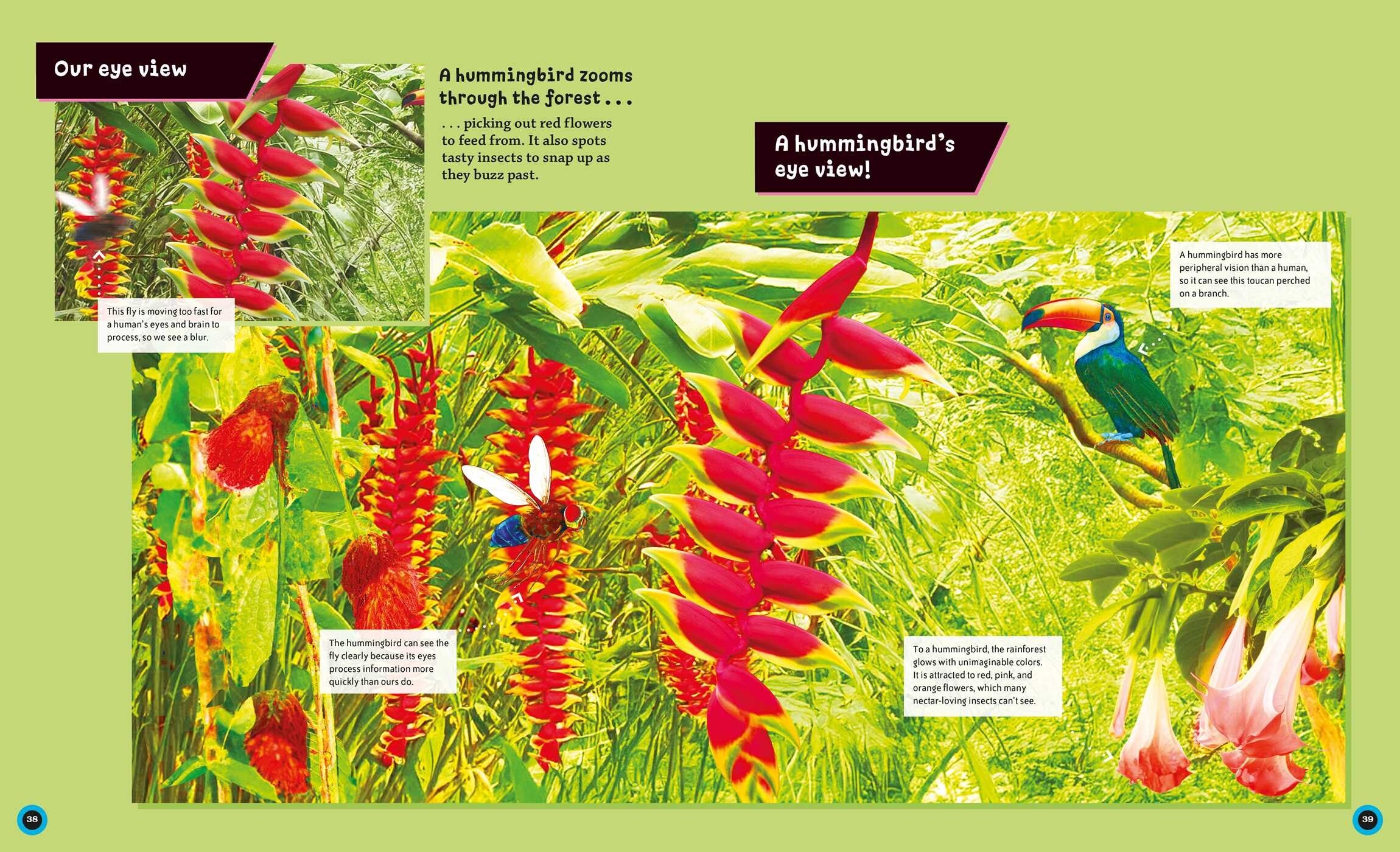 Eye View: Jungle Animals