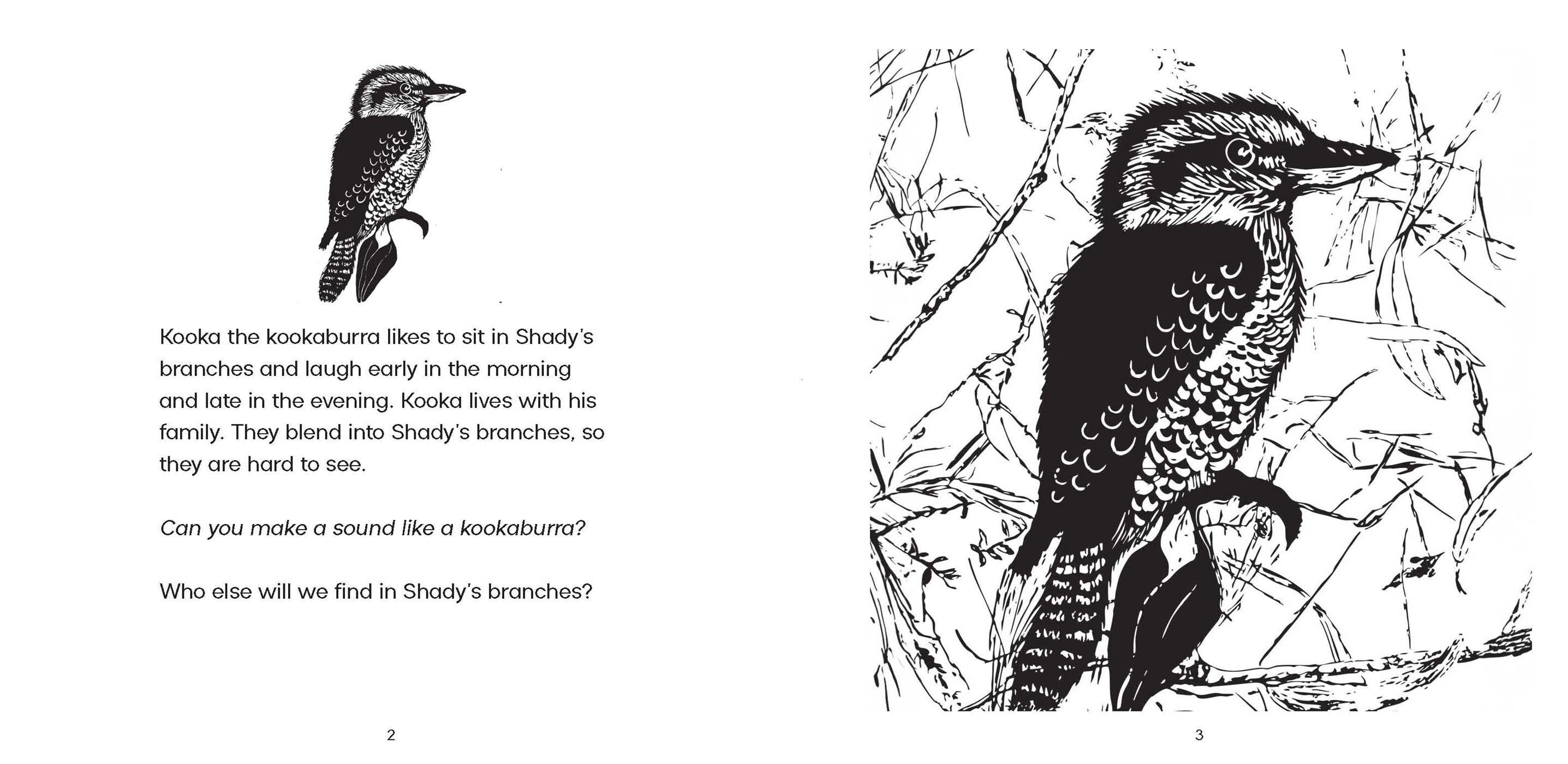 Shady, The River Red Gum