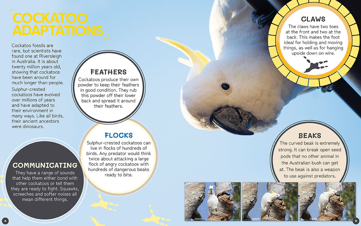 Australia's Remarkable Wildlife: Cockatoo (Hardcover)