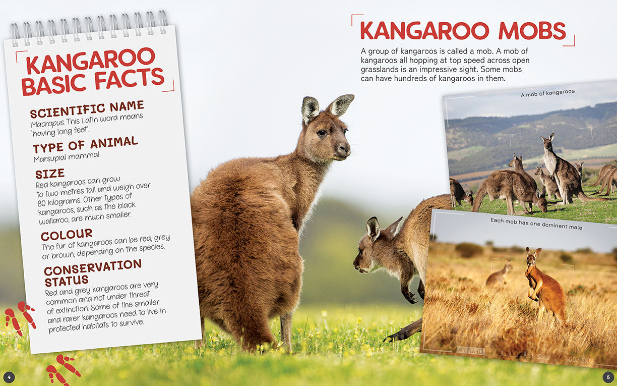 Australia's Remarkable Wildlife: Kangaroo (Hardcover)