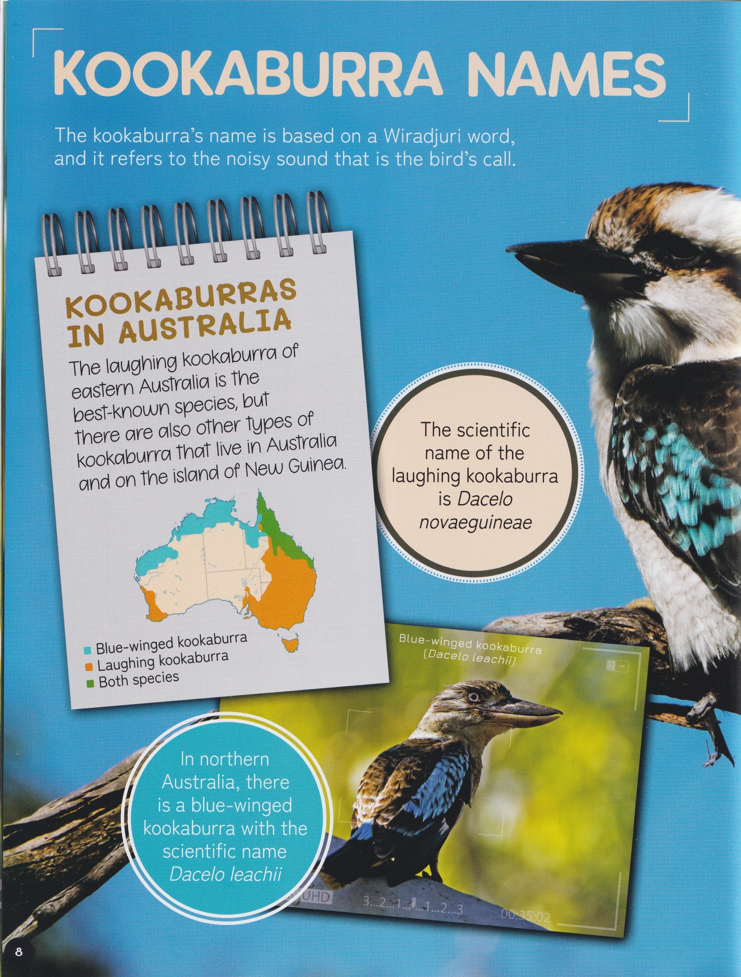 Australia's Remarkable Wildlife: Kookaburra (Softcover)