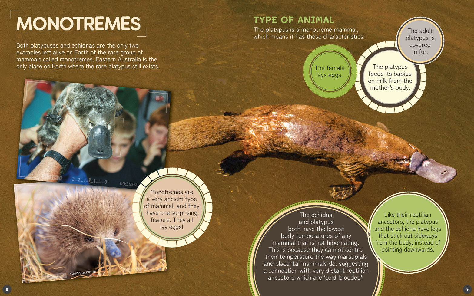Australia's Remarkable Wildlife: Platypus (Softcover)