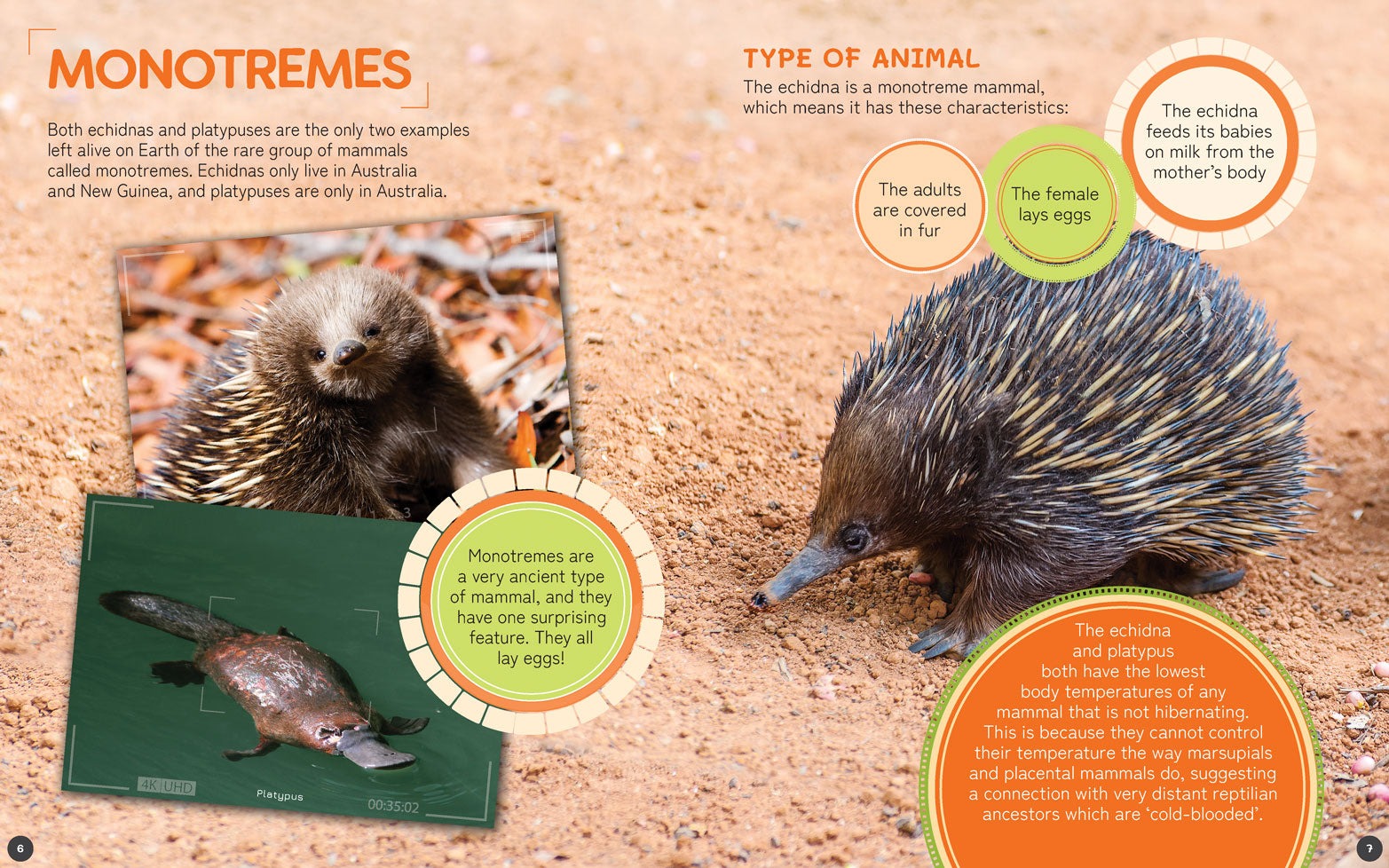 Australia's Remarkable Wildlife: Echidna (Softcover)