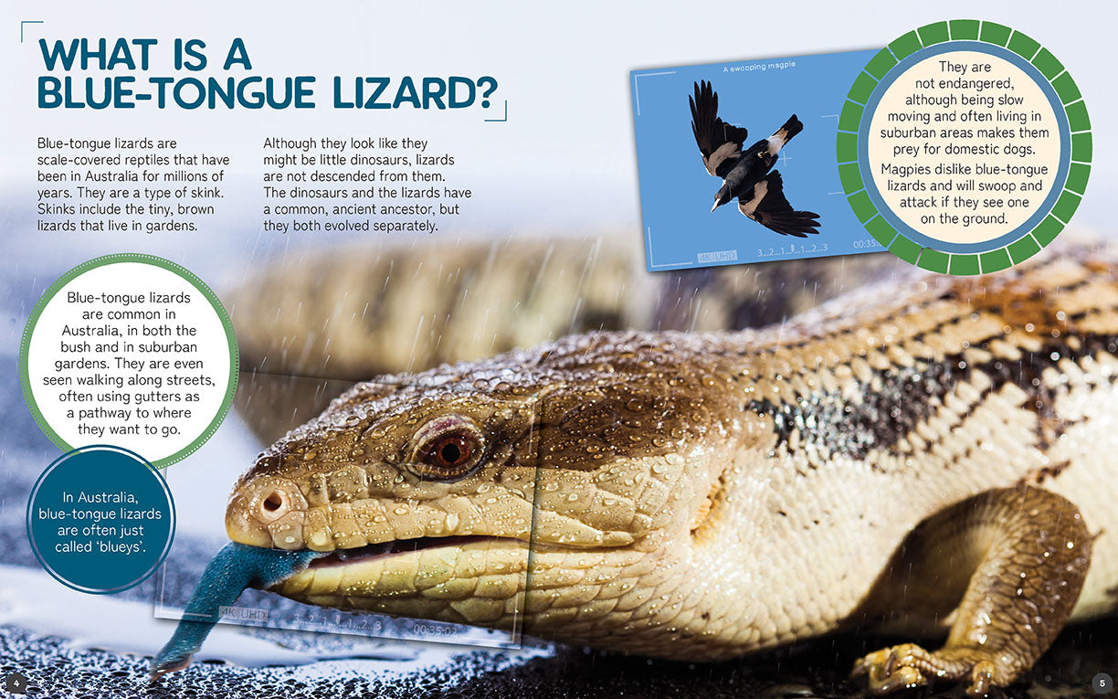Australia's Remarkable Wildlife: Blue-Tongue Lizard (Softcover)